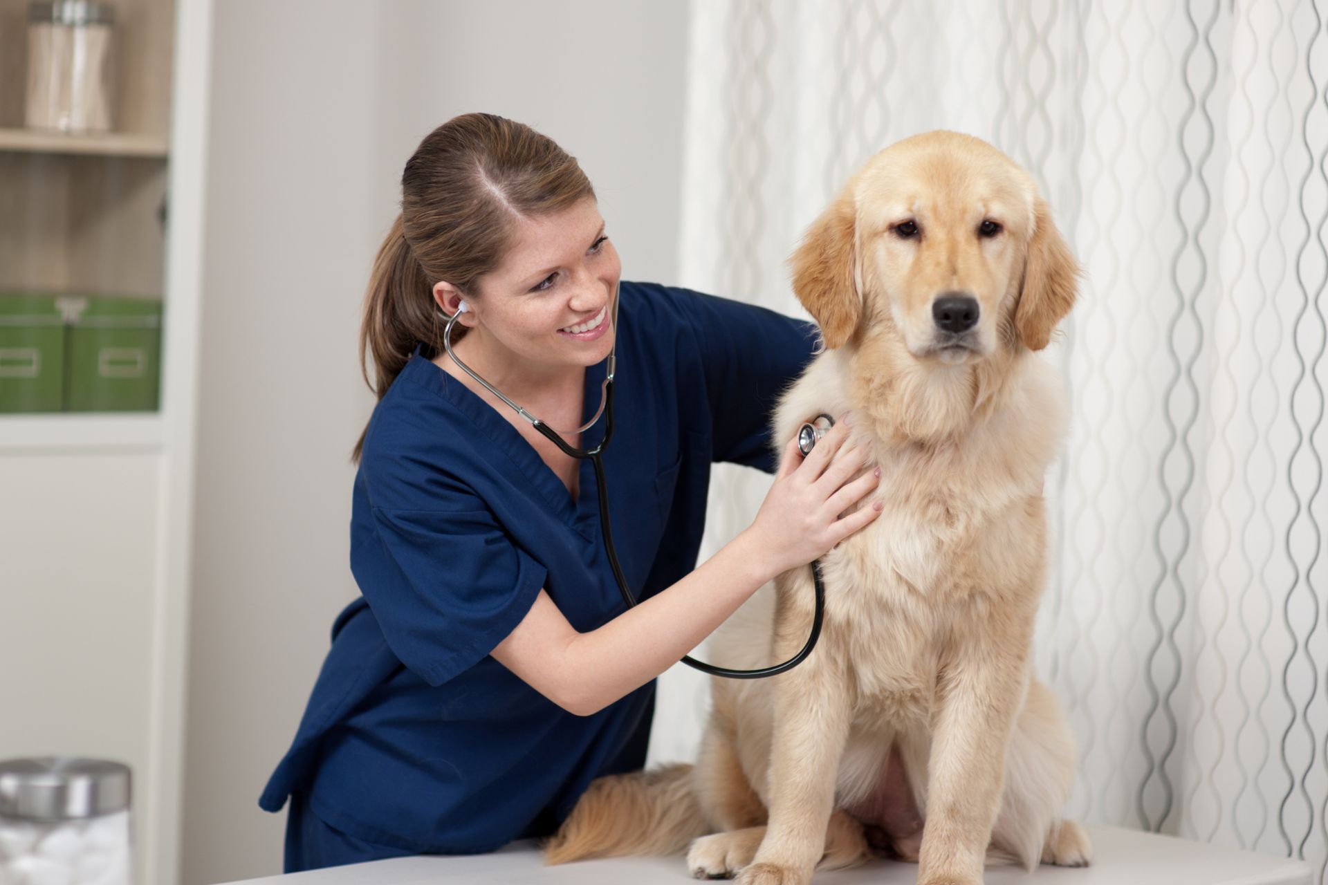 A vet examining a golden retriever