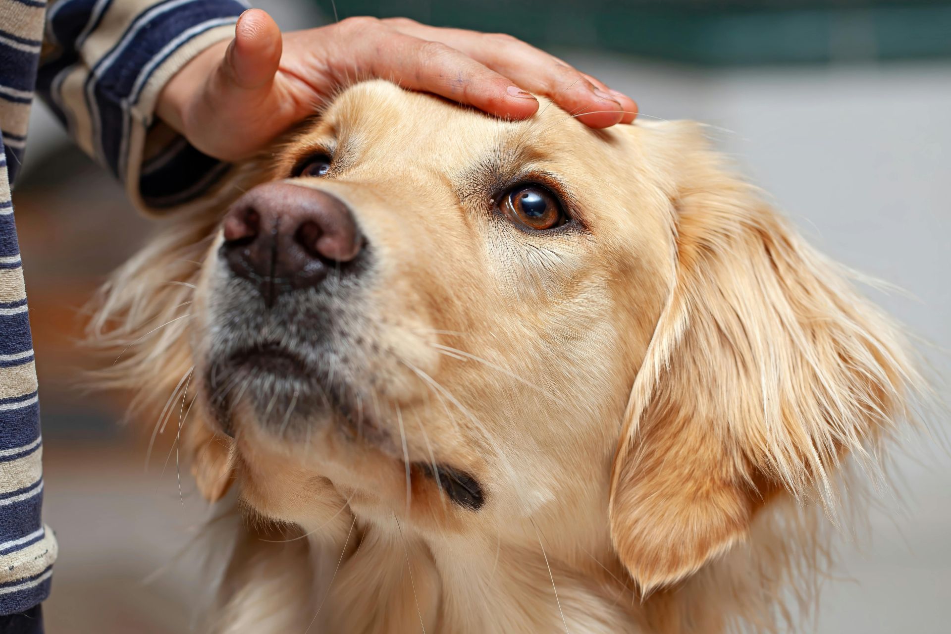 A person petting the head of a golden retriever