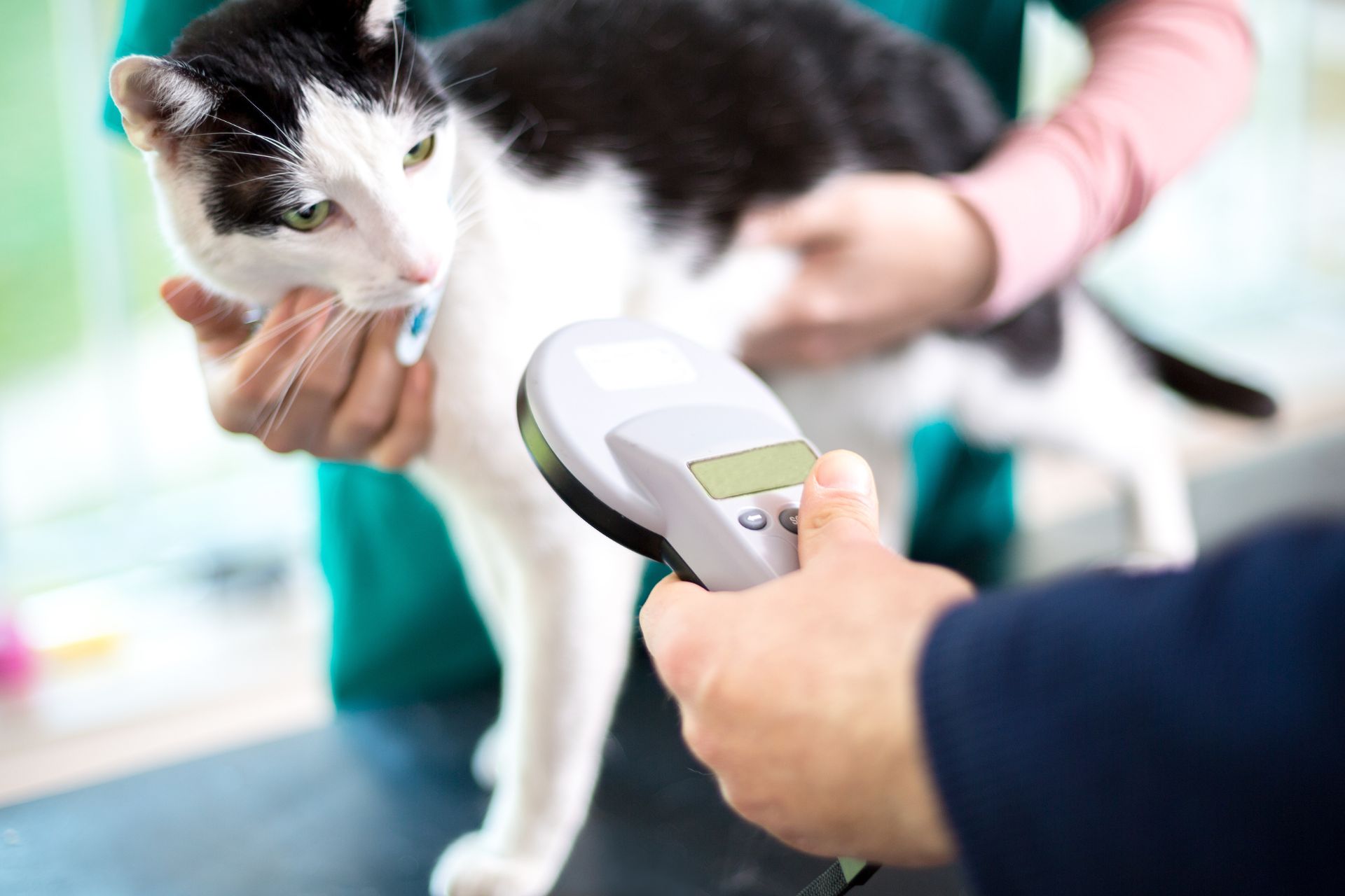 a black and white cat being examined by a doctor
