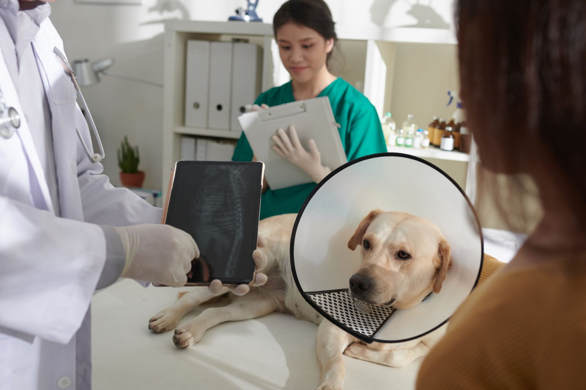 a dog with a cone on its head is being examined by a vet