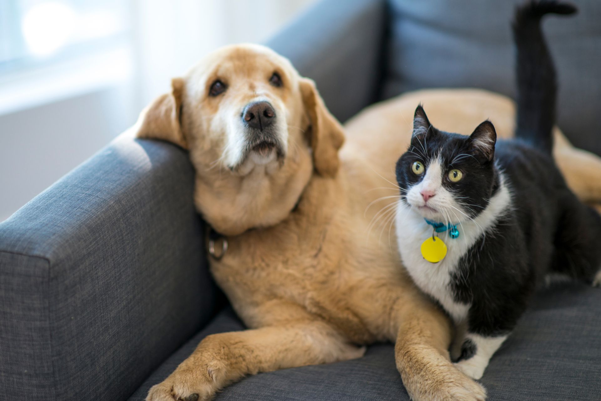 a dog and cat sitting on a couch