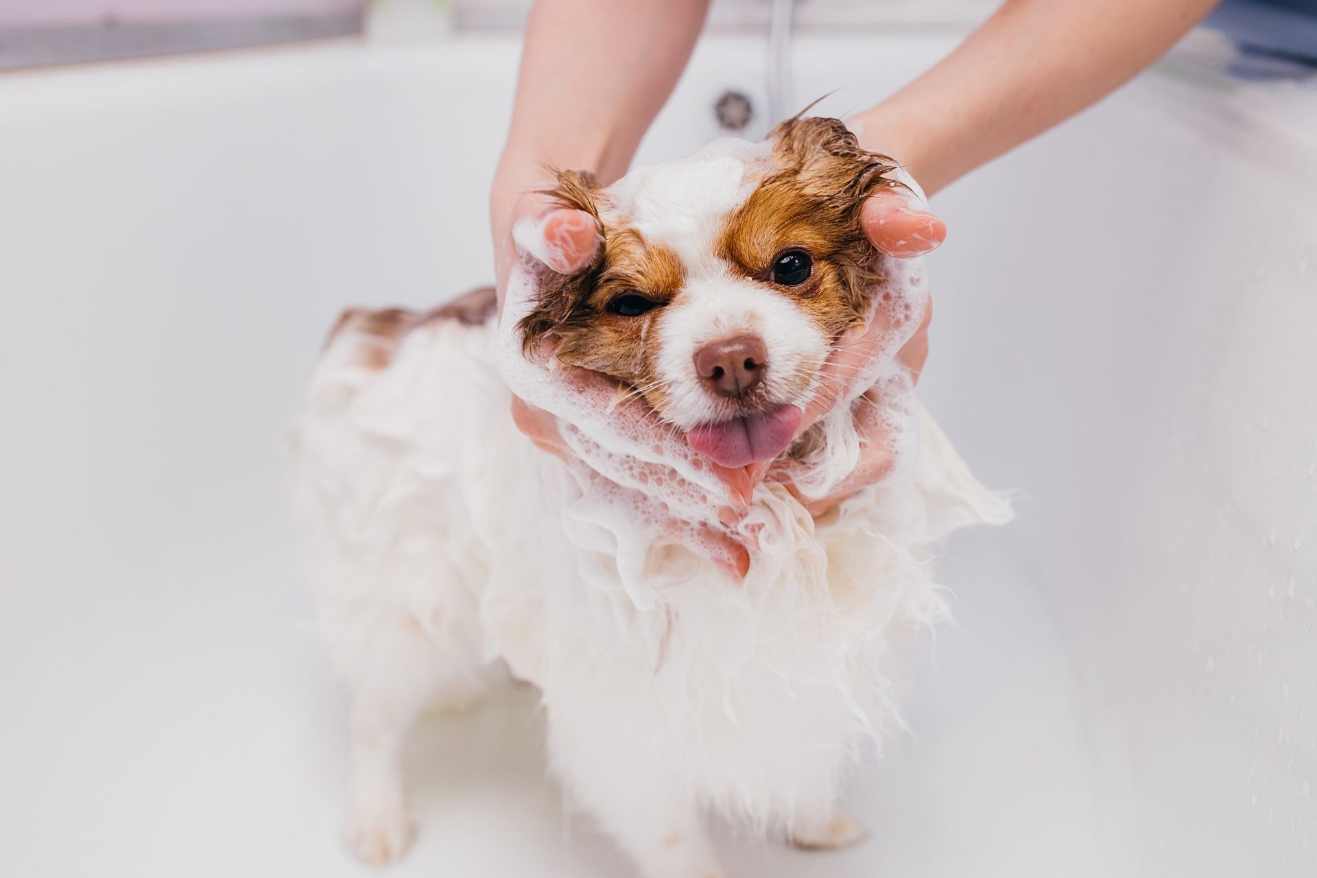 A person washing a dog in a bathtub