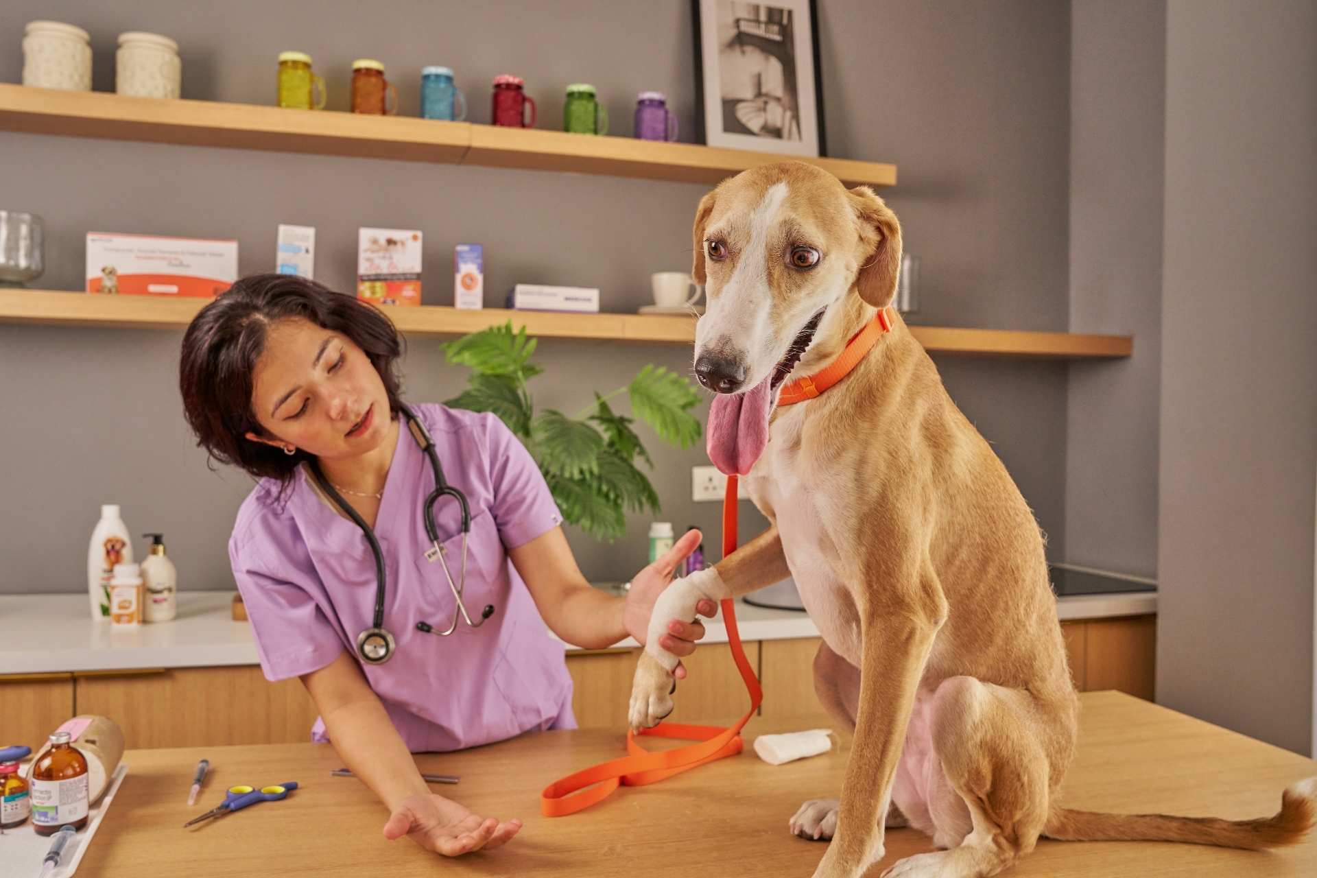 A person is petting a dog in a vet office