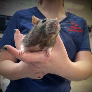 doctor holding small rat in hand