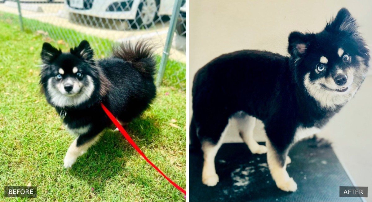 Dog grooming, before and after.