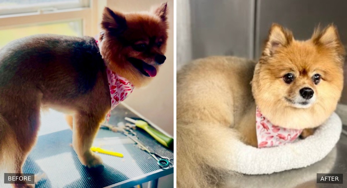 Pomeranian before and after grooming