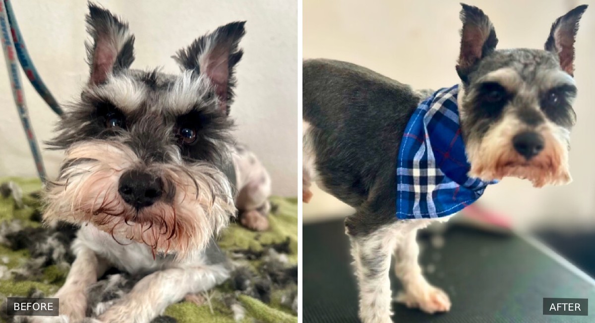 Schnauzer before and after grooming.