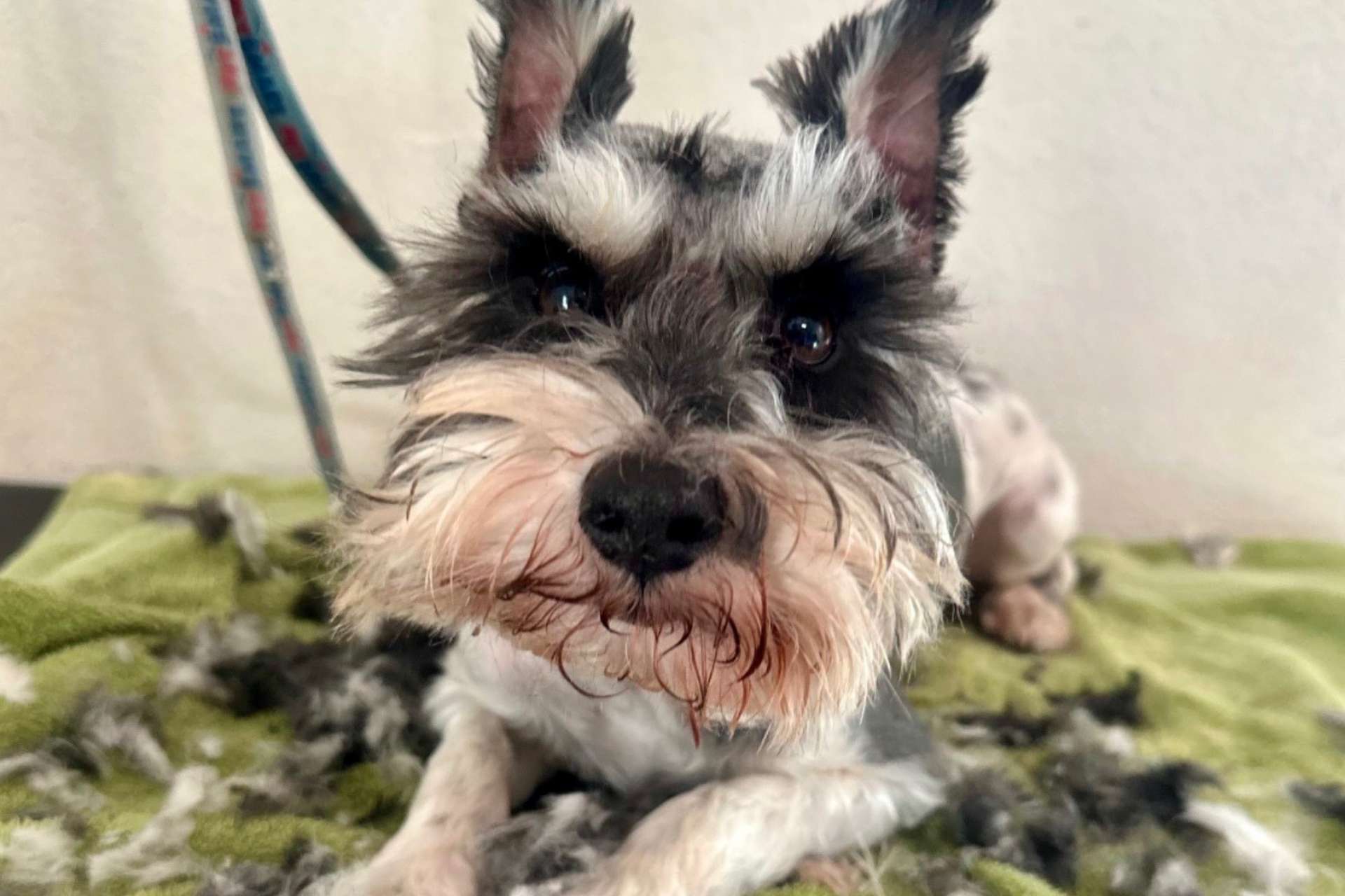 a small dog sitting on top of a green towel