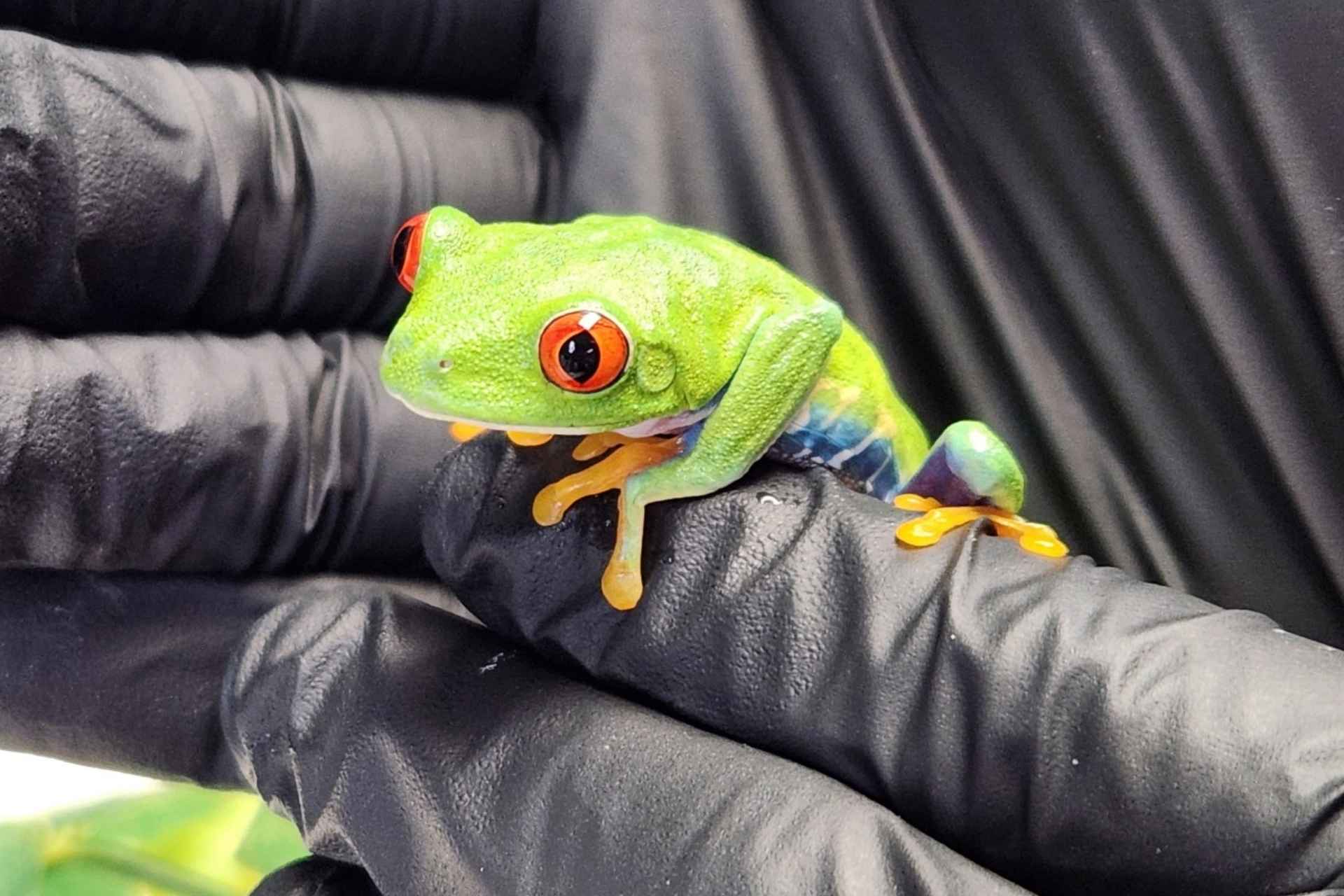 A person wearing black gloves holding a small green frog